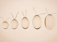 Testikulárne implantáty Testikulárne implantáty